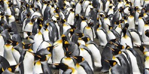 pinguini-socializand